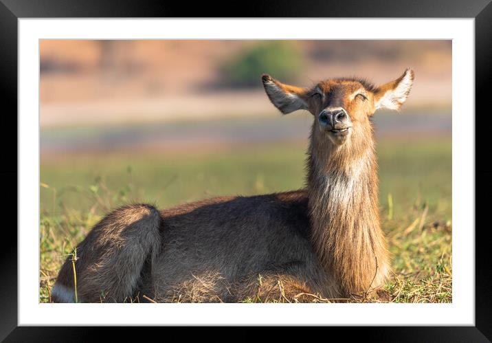 I'm a happy waterbuck. Framed Mounted Print by Margaret Ryan