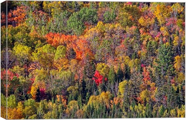 Autumn Tree Colours in Saguenay Fjord, Quebec, Canada  Canvas Print by Martyn Arnold