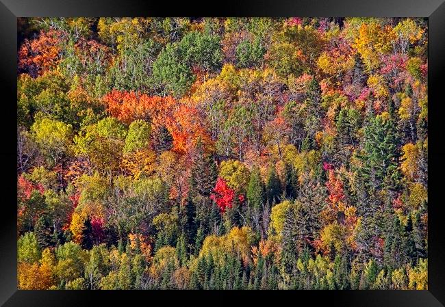 Autumn Tree Colours in Saguenay Fjord, Quebec, Canada  Framed Print by Martyn Arnold