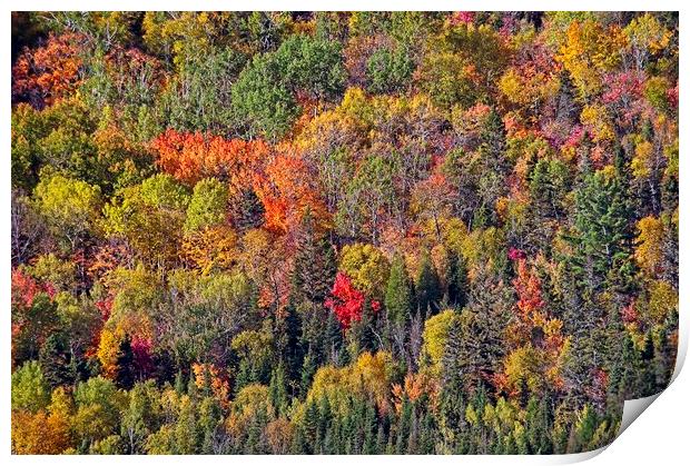 Autumn Tree Colours in Saguenay Fjord, Quebec, Canada  Print by Martyn Arnold