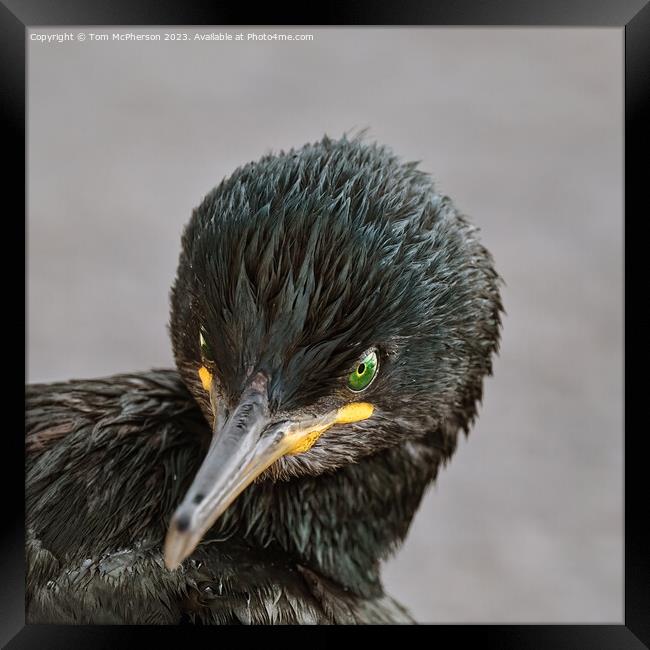 Cormorant, Head Shot Framed Print by Tom McPherson