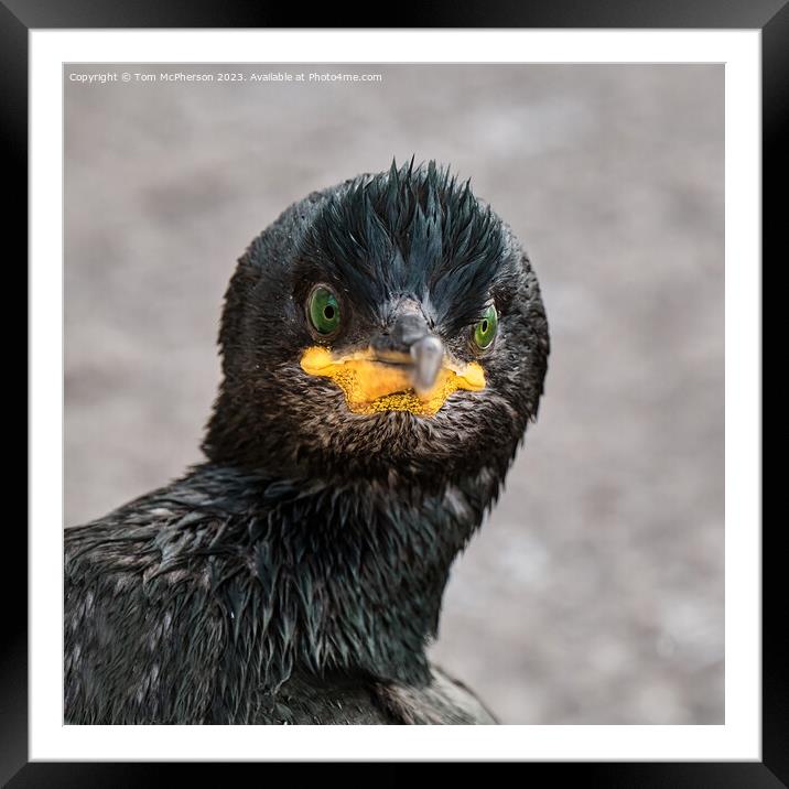 Cormorant Close Up Framed Mounted Print by Tom McPherson
