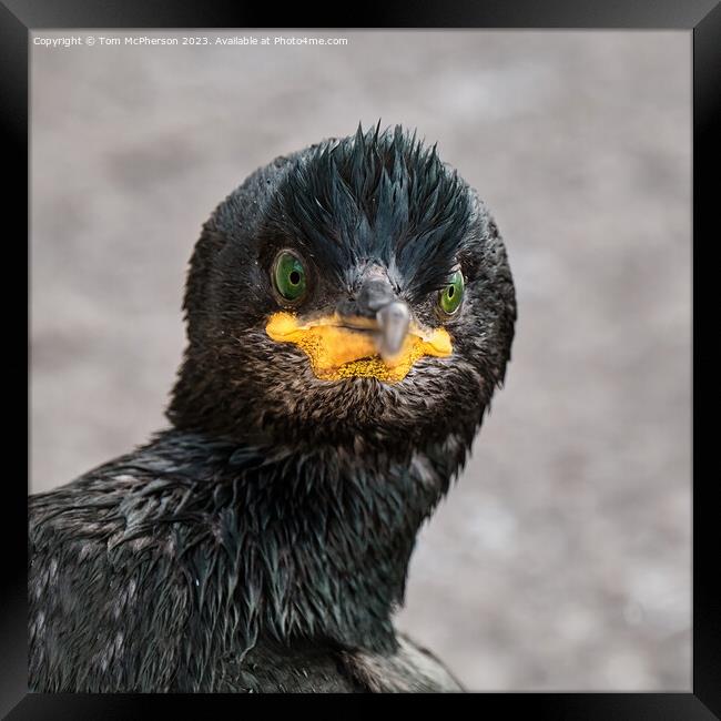 Cormorant Close Up Framed Print by Tom McPherson