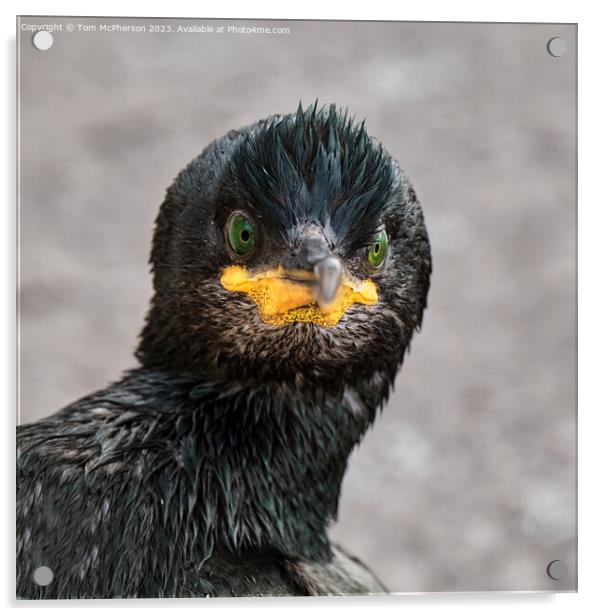 Cormorant Close Up Acrylic by Tom McPherson