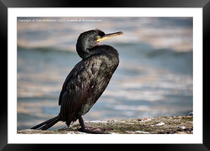 Cormorant on a wall Framed Mounted Print by Tom McPherson