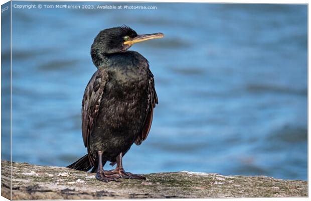 Cormorant in Burghead Harbour Canvas Print by Tom McPherson