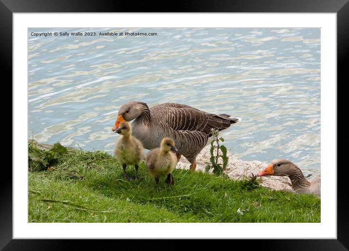 Greylag Goose Family Framed Mounted Print by Sally Wallis