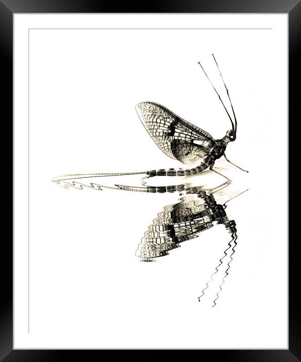 surface tension Framed Mounted Print by Heather Newton