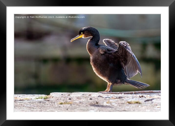 Cormorant Drying Wings in the breeze at Burghead beach Framed Mounted Print by Tom McPherson