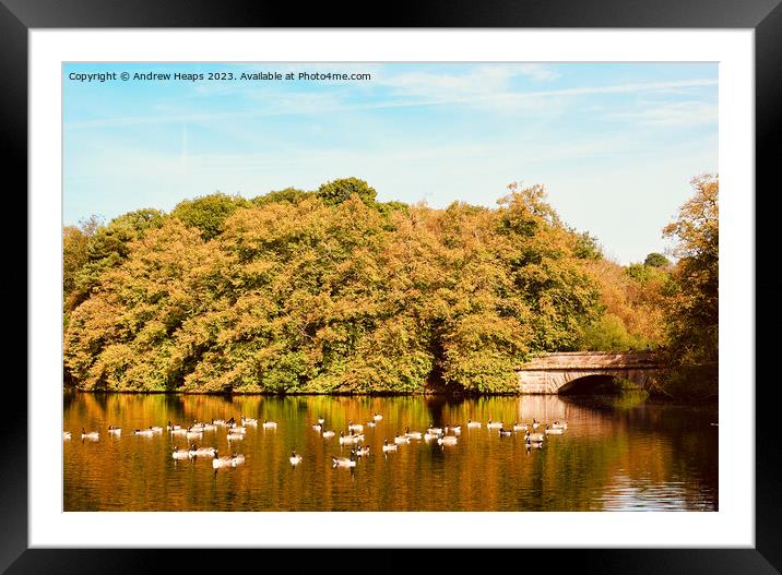 Summer colours at Knypersley pool. Framed Mounted Print by Andrew Heaps