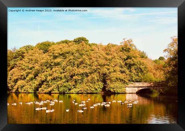 Summer colours at Knypersley pool. Framed Print by Andrew Heaps