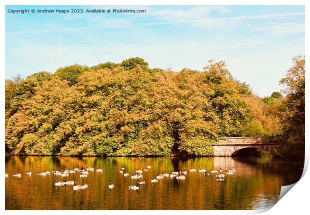 Summer colours at Knypersley pool. Print by Andrew Heaps