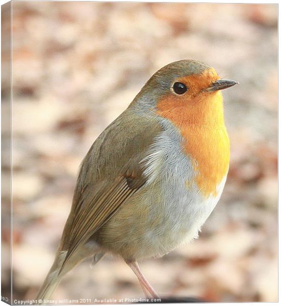 Robin redbreast Canvas Print by Linsey Williams