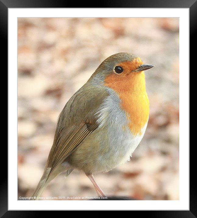 Robin redbreast Framed Mounted Print by Linsey Williams