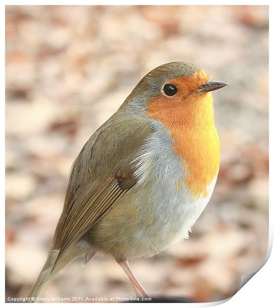 Robin redbreast Print by Linsey Williams