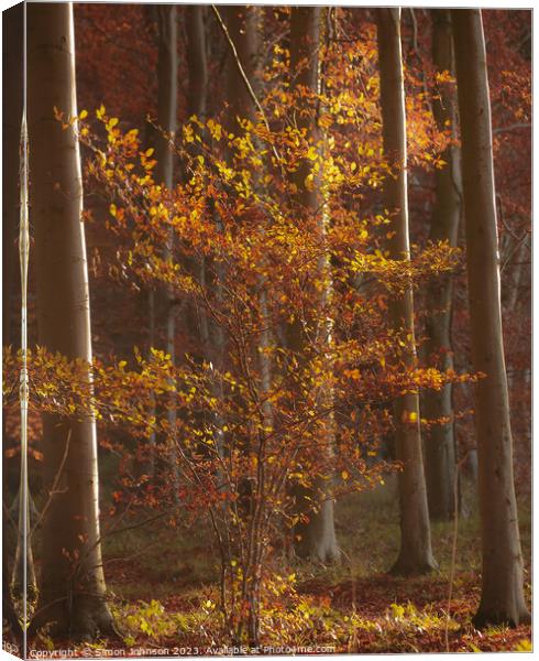 Sun Autumn tree and leaves  Canvas Print by Simon Johnson
