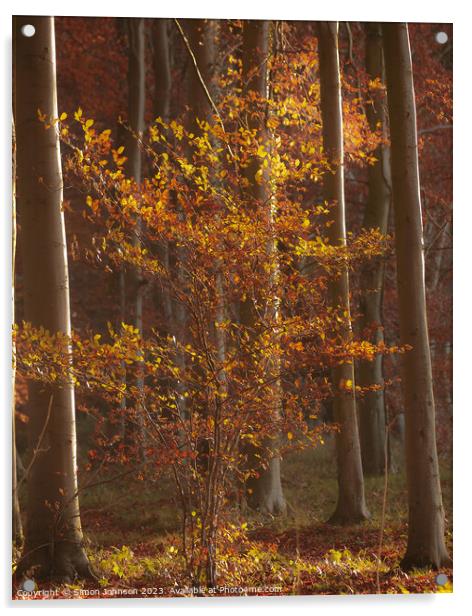 Sun Autumn tree and leaves  Acrylic by Simon Johnson
