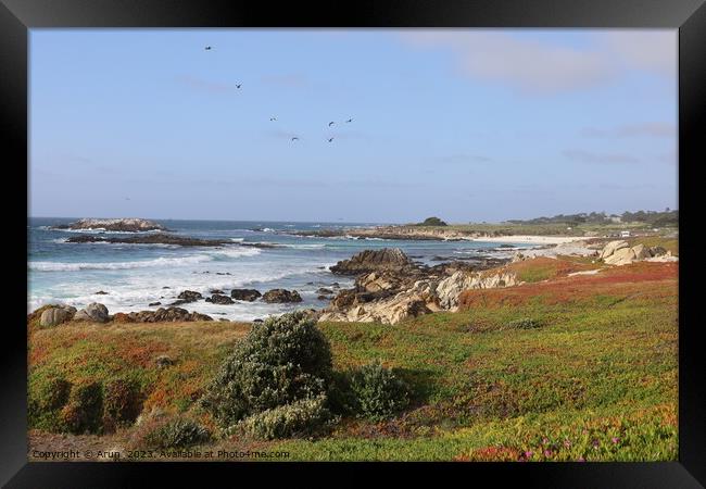 17 mile drive in Pebble beach, Monterey, California Framed Print by Arun 