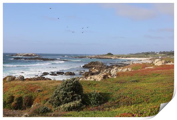 17 mile drive in Pebble beach, Monterey, California Print by Arun 