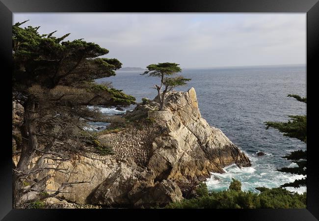 Lone pine on 17 mile drive in Pebble beach, Monterey, California Framed Print by Arun 