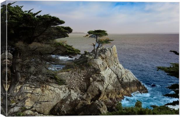 17 mile drive in Pebble beach, Monterey, California Canvas Print by Arun 