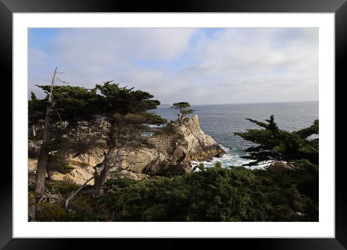 Lone pine on 17 mile drive in Pebble beach, Monterey, California Framed Mounted Print by Arun 