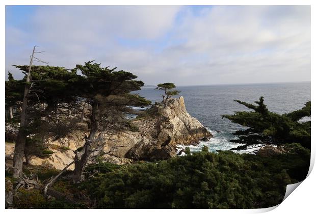 Lone pine on 17 mile drive in Pebble beach, Monterey, California Print by Arun 