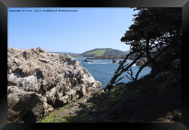 Point Lobos State park in California Framed Print by Arun 