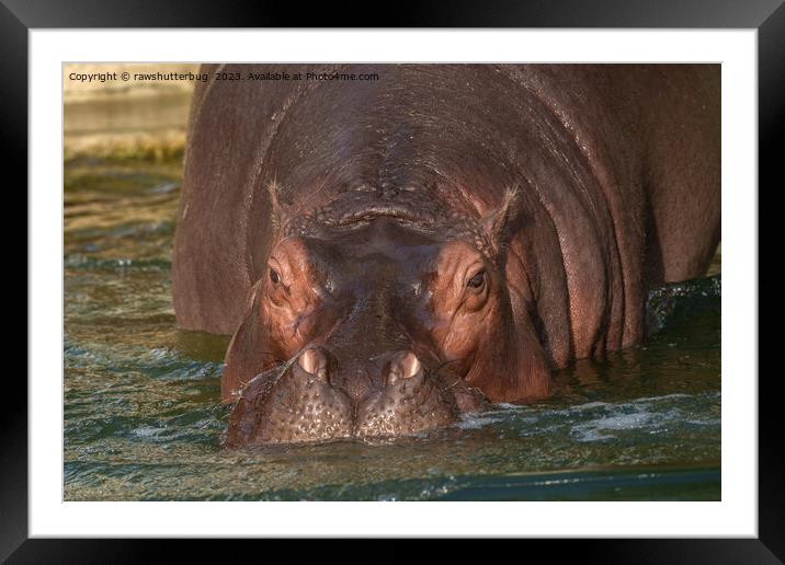 A Close Encounter with a Hippopotamus Framed Mounted Print by rawshutterbug 