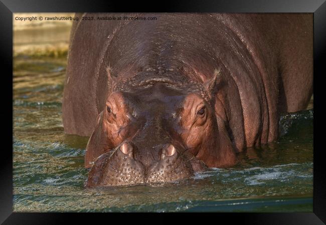 A Close Encounter with a Hippopotamus Framed Print by rawshutterbug 