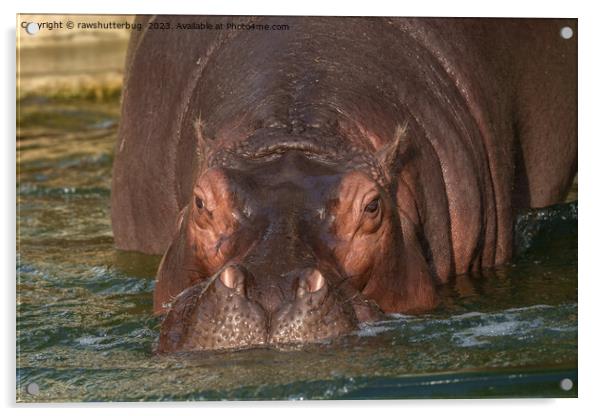 A Close Encounter with a Hippopotamus Acrylic by rawshutterbug 
