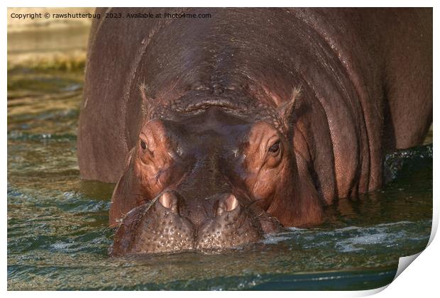 A Close Encounter with a Hippopotamus Print by rawshutterbug 