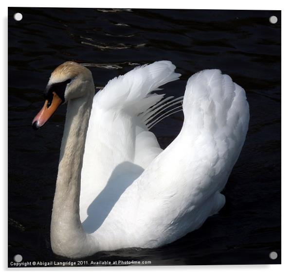 Swan Acrylic by Abigail Langridge