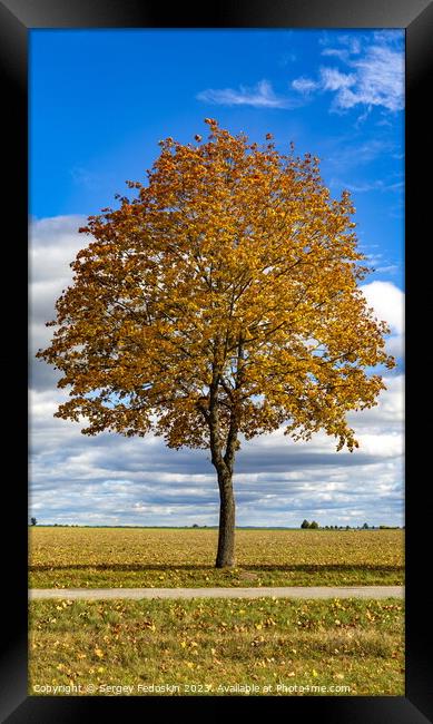 Autumn tree in a dry meadow over blue sky Framed Print by Sergey Fedoskin