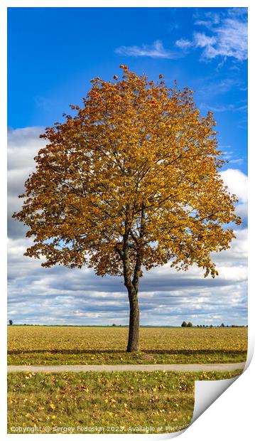 Autumn tree in a dry meadow over blue sky Print by Sergey Fedoskin