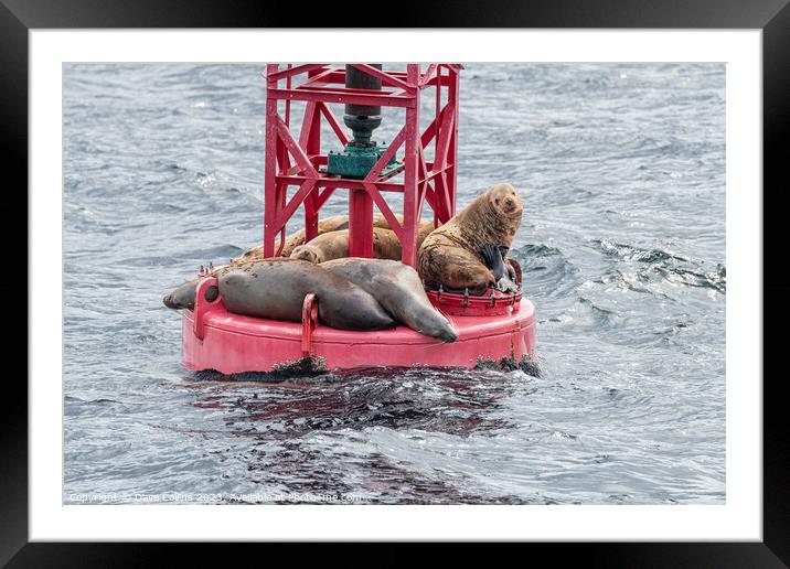 Steller Sea lions resting and calling on a Shipping Light Buoy in Sitka, Alaska, USA Framed Mounted Print by Dave Collins
