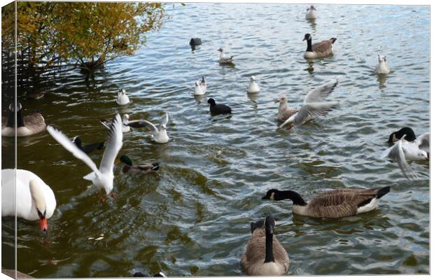 A gang of waterfowl enjoying being together on Pet Canvas Print by Peter Hodgson