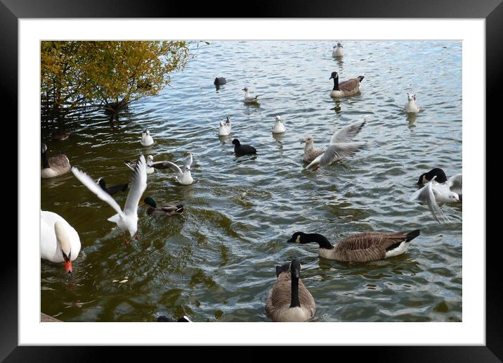 A gang of waterfowl enjoying being together on Pet Framed Mounted Print by Peter Hodgson
