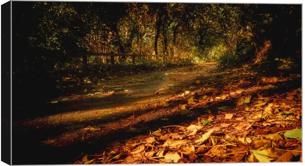 Autumn Leaves in Aberdeenshire  Canvas Print by DAVID FRANCIS