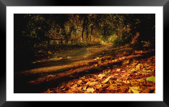 Autumn Leaves in Aberdeenshire  Framed Mounted Print by DAVID FRANCIS