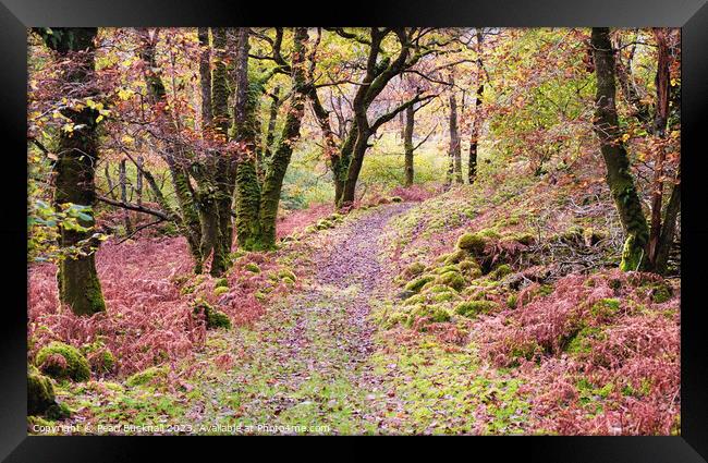 Woodland Walk in Celtic Rainforest in Snowdonia Framed Print by Pearl Bucknall
