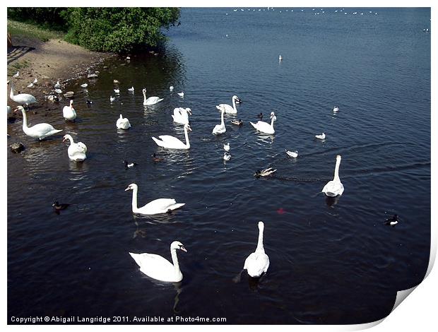 Swan lake Print by Abigail Langridge