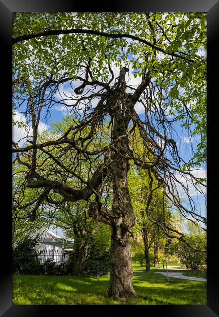 Old Weeping European Beech Tree Framed Print by Artur Bogacki