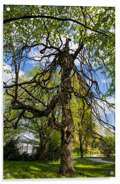 Old Weeping European Beech Tree Acrylic by Artur Bogacki