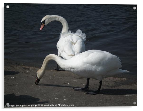 Swans Acrylic by Abigail Langridge