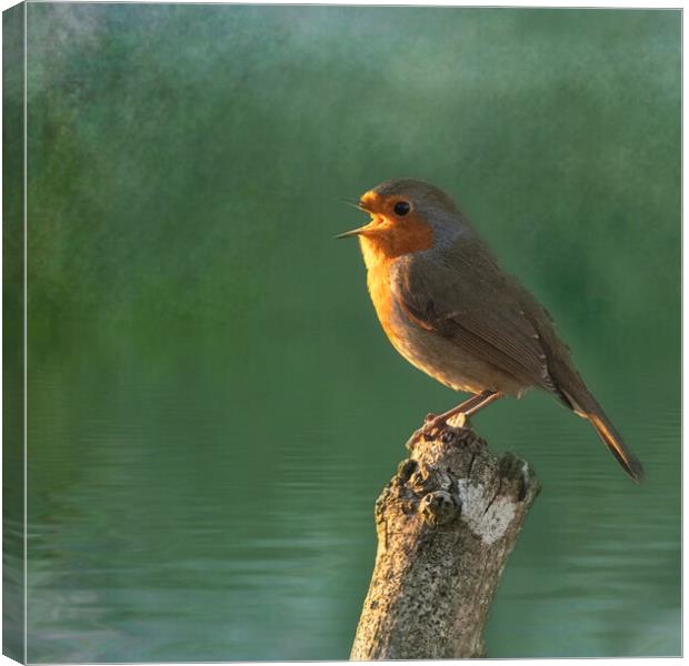 Red Robin Canvas Print by kathy white
