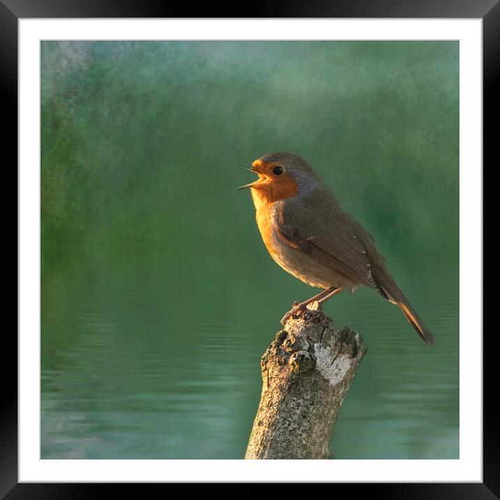 Red Robin Framed Mounted Print by kathy white
