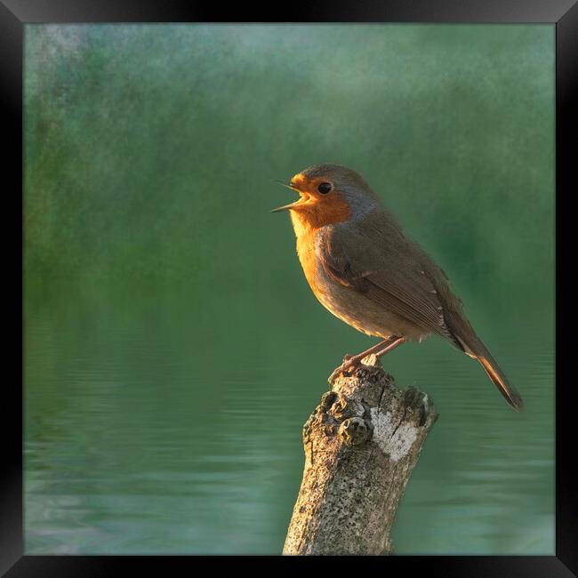 Red Robin Framed Print by kathy white