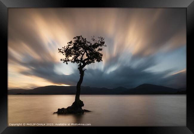 Lone tree loch Lomond Millarrochy bay   947  Framed Print by PHILIP CHALK