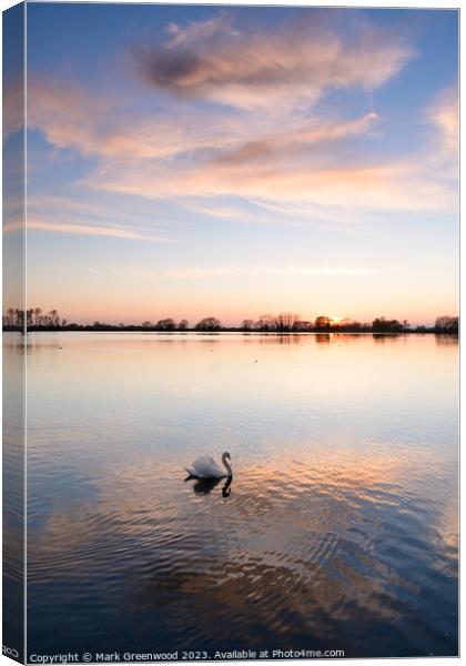 Swan At Sunset Canvas Print by Mark Greenwood
